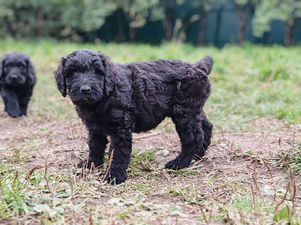Собаки в Санкт-Петербурге: Шикарная девочка Русский черный терьер  Девочка, 50 000 руб. - фото 3
