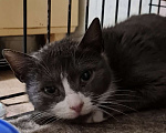 Кошки в Санкт-Петербурге: Дымка Северная Полярная Звездочка Девочка, Бесплатно - фото 3