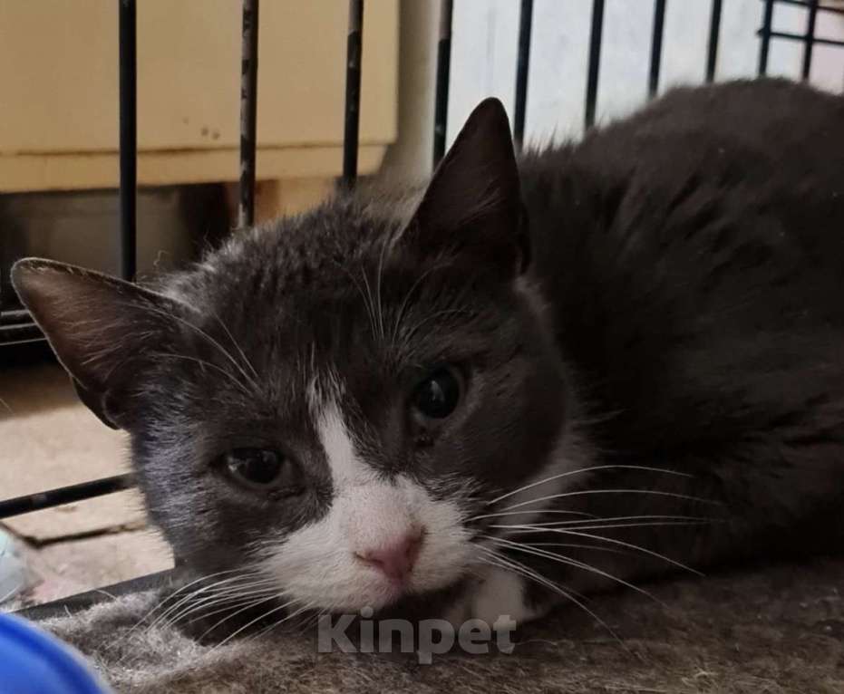 Кошки в Санкт-Петербурге: Дымка Северная Полярная Звездочка Девочка, Бесплатно - фото 3