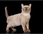 Кошки в Ростове-на-Дону: Американская Бурма котята Девочка, Бесплатно - фото 3