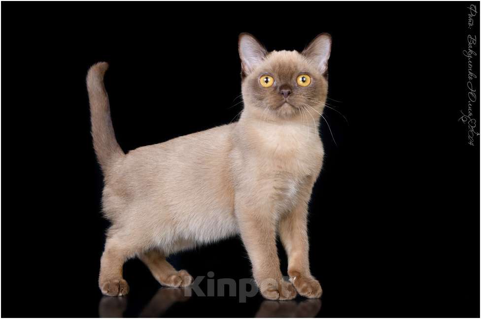 Кошки в Ростове-на-Дону: Американская Бурма котята Девочка, Бесплатно - фото 3