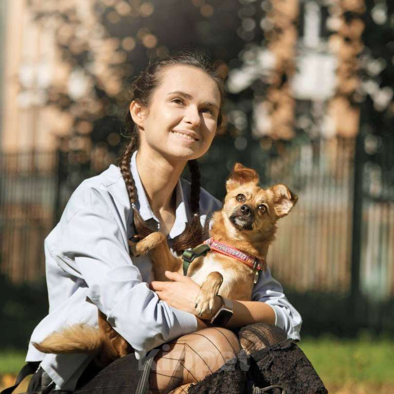 Собаки в других городах Московской области: Тэя в добрые руки Девочка, Бесплатно - фото 8