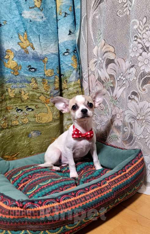 Собаки в Москве: Мальчик в горошек Мальчик, 32 000 руб. - фото 4