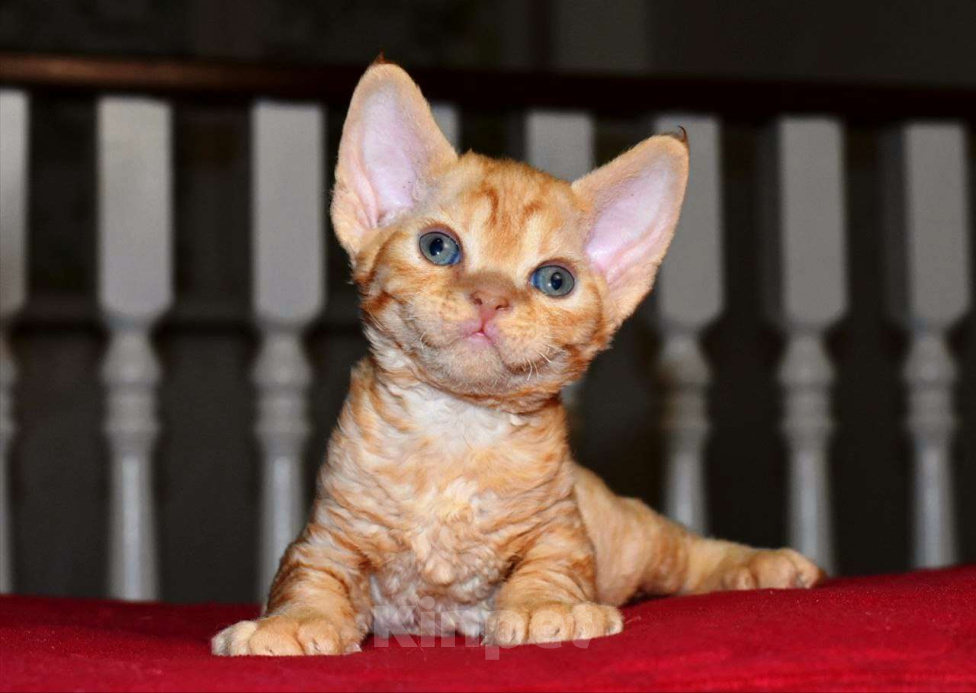 Кошки в Москве: Красный мальчик в шикарной шубе Мальчик, 70 000 руб. - фото 1