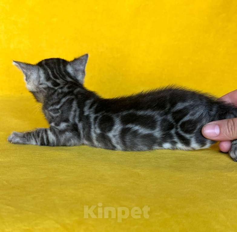 Кошки в Москве: Бенгальские котята серебро с родословной  Мальчик, 80 000 руб. - фото 1