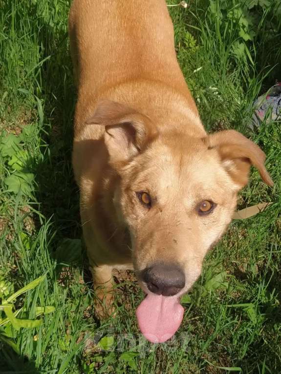 Собаки в других городах Московской области: Одиссей ищет гавань Мальчик, Бесплатно - фото 3