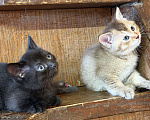 Кошки в других городах Воронежской области: Манчкины - котята ждут друзей Разнополые, 25 000 руб. - фото 6
