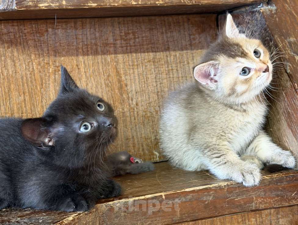 Кошки в других городах Воронежской области: Манчкины - котята ждут друзей Разнополые, 25 000 руб. - фото 6