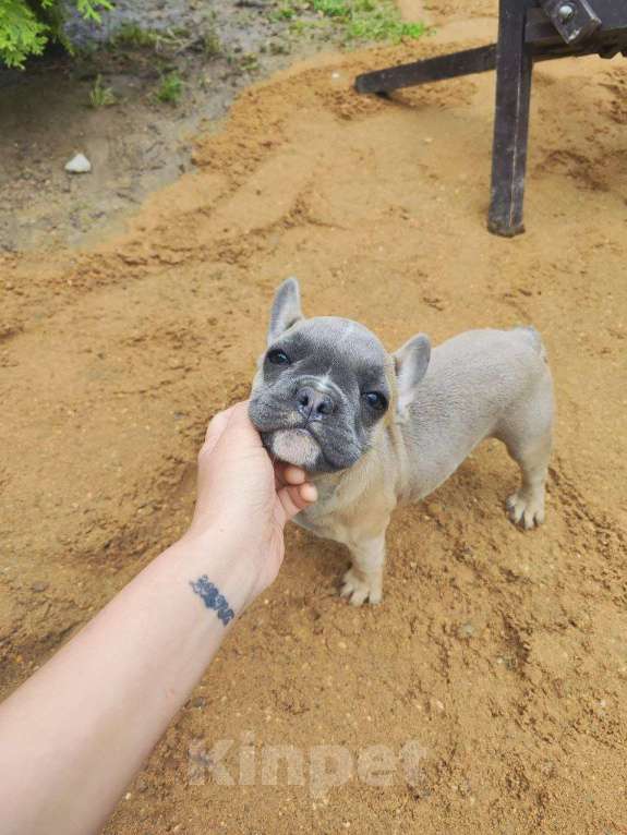 Собаки в Москве: Голубо-палевая красавица французского бульдога Девочка, 40 000 руб. - фото 4