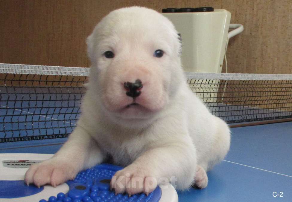 Собаки в Москве: Запись на щенков алабая (сао) Мальчик, 70 000 руб. - фото 2