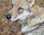 Собаки в Москве: Чехословацкий влчак. Девочка, 100 000 руб. - фото 1
