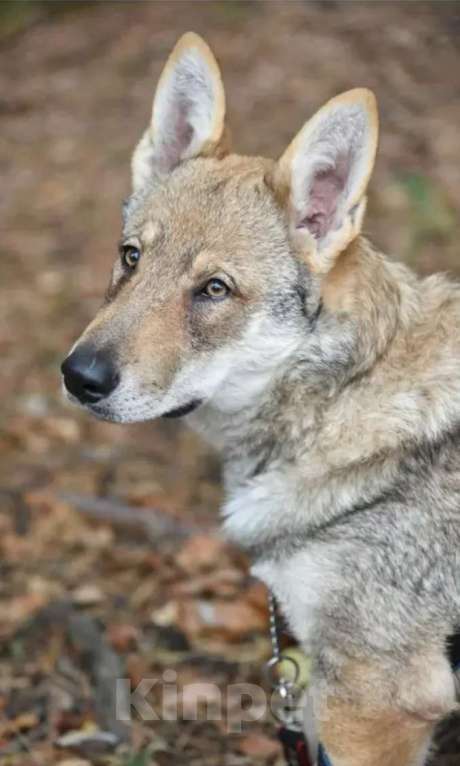 Собаки в Москве: Чехословацкий влчак. Девочка, 100 000 руб. - фото 1