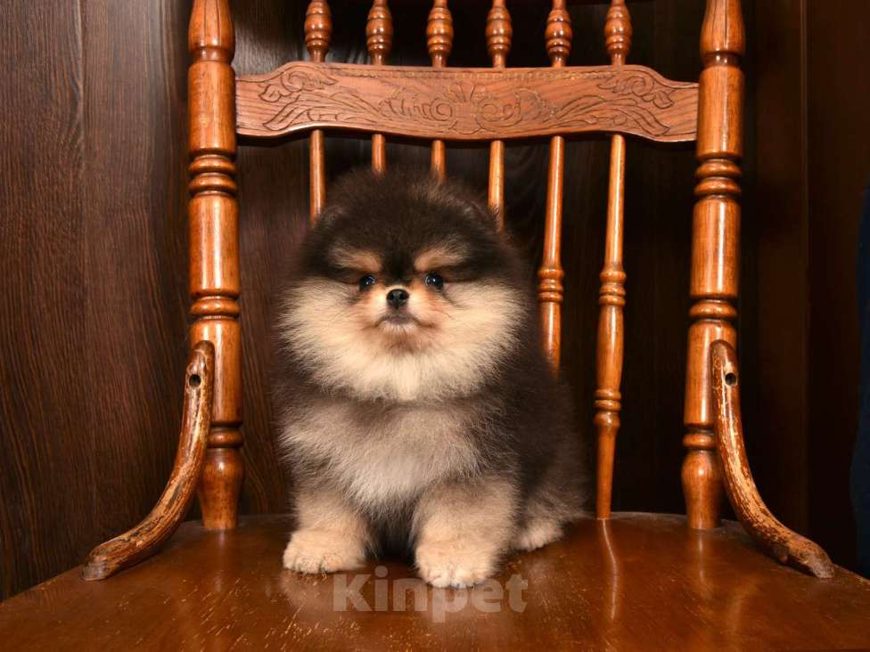 Собаки в Москве: Померанский карликовый шпиц мини мальчик Мальчик, 60 000 руб. - фото 2