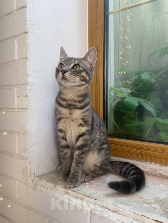 Кошки в Воронеже: Уличный котенок ищет дом Мальчик, Бесплатно - фото 1