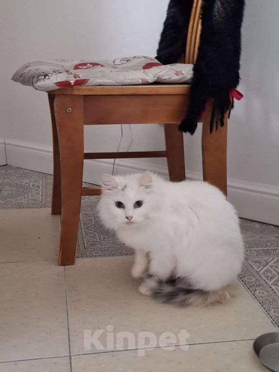 Кошки в Москве: Кошечка Эльза в добрые руки Девочка, Бесплатно - фото 5