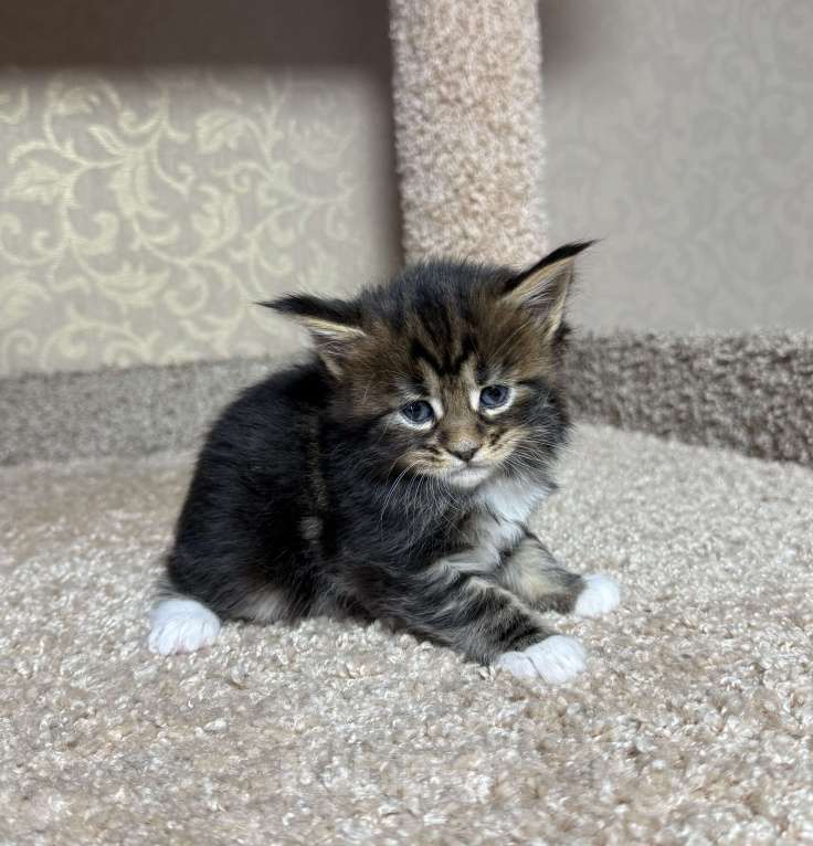 Кошки в Новосибирске: Открыто резервирование Мальчик, 80 000 руб. - фото 4