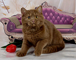 Кошки в Санкт-Петербурге: Британский котик эксклюзивного окраса циннамон Мальчик, 45 000 руб. - фото 7