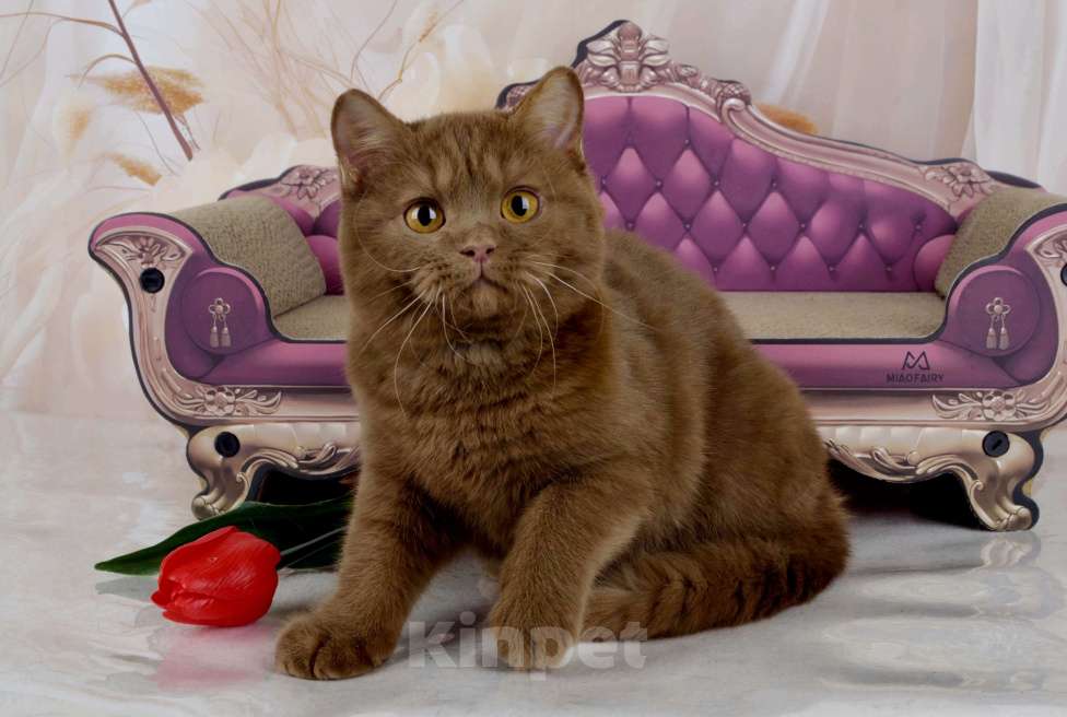 Кошки в Санкт-Петербурге: Британский котик эксклюзивного окраса циннамон Мальчик, 45 000 руб. - фото 7