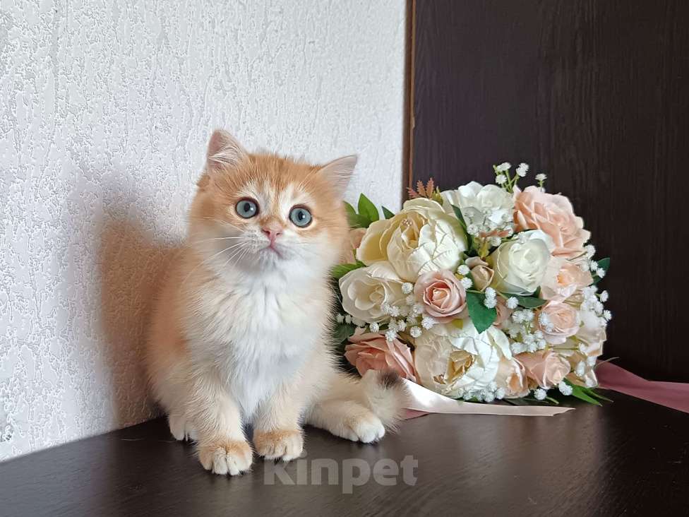 Кошки в Краснодаре: Золотая шоколадная шиншилла  Девочка, 30 000 руб. - фото 8