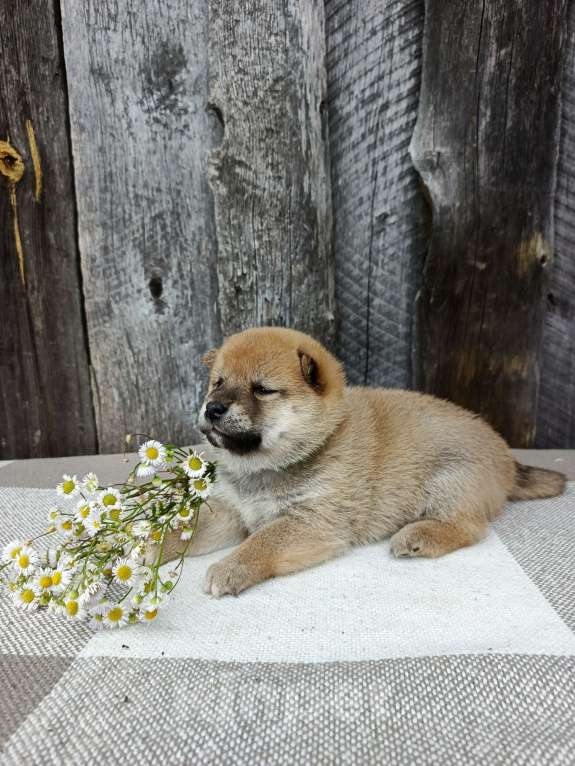 Собаки в Москве: Мальчишка сиба ину Мальчик, 30 000 руб. - фото 6