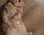 Кошки в Чебоксарах: Шотландский вислоухий кот вязка, 1 000 руб. - фото 1