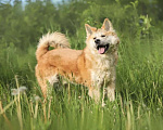 Собаки в Москве: Красавец Самурай — акита ину в дар Мальчик, Бесплатно - фото 2
