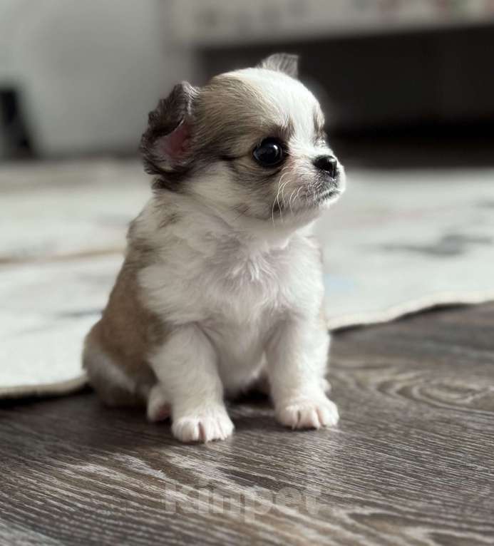 Собаки в Ярославле: Продаются щенки от родителей чемпионов с полным пакетом документов.  Девочка, 35 000 руб. - фото 4