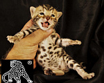 Кошки в Хабаровске: Бенгальский котенок. Профессиональный Питомник. Мальчик, Бесплатно - фото 6