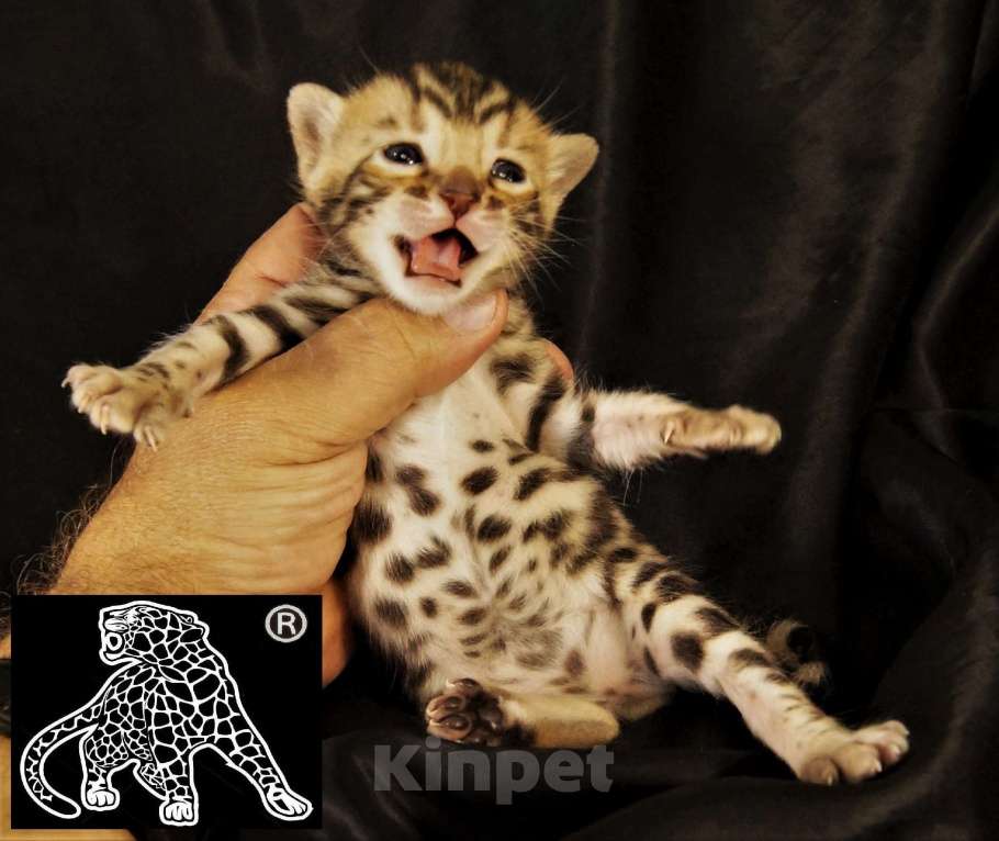 Кошки в Хабаровске: Бенгальский котенок. Профессиональный Питомник. Мальчик, Бесплатно - фото 6