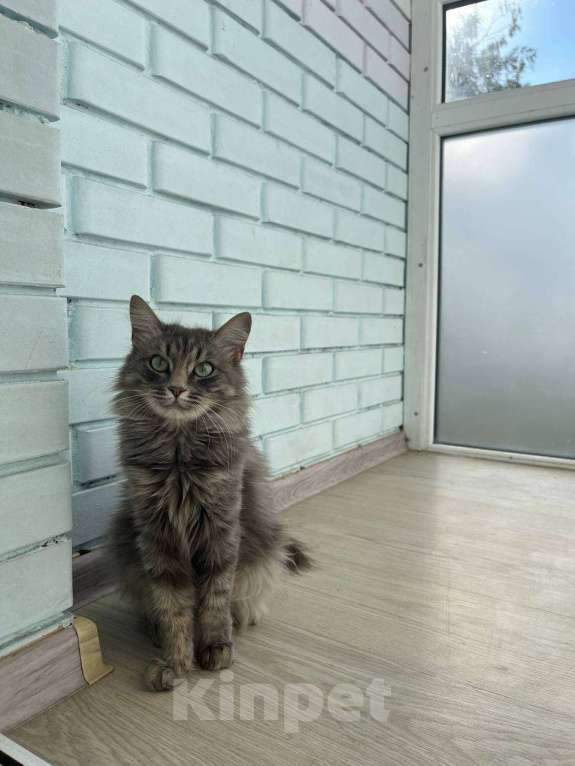 Кошки в Одинцово: Кошечка в добрые руки Девочка, Бесплатно - фото 1