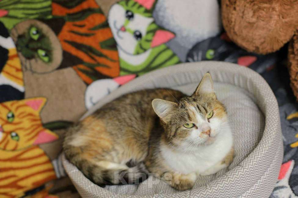 Кошки в Москве: Ласковая кошечка Мася Девочка, Бесплатно - фото 6