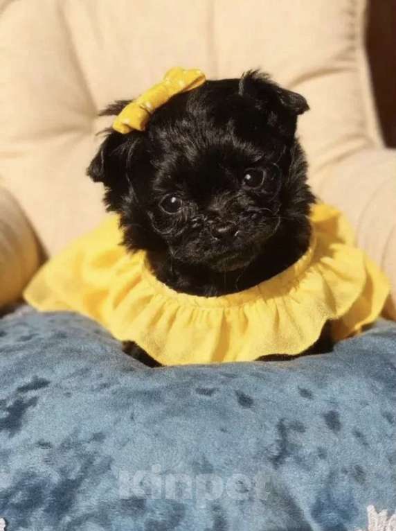 Собаки в Химках: Щенок Мальтипу МИКРО Девочка, 80 000 руб. - фото 3