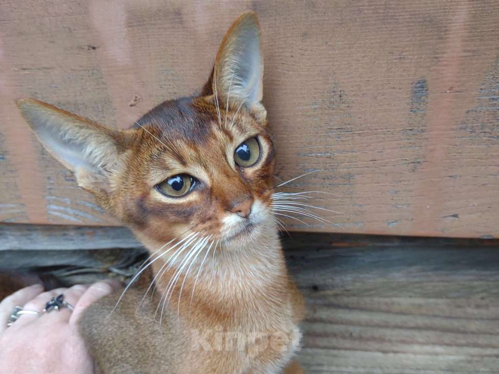Кошки в Москве: В продаже великолепный парень дикого окраса,мама и папа мои,живут с нами Мальчик, 58 000 руб. - фото 4