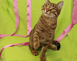 Кошки в Москве: Сима - «шпротинка». Молодая кошечка в добрые руки. Девочка, Бесплатно - фото 4