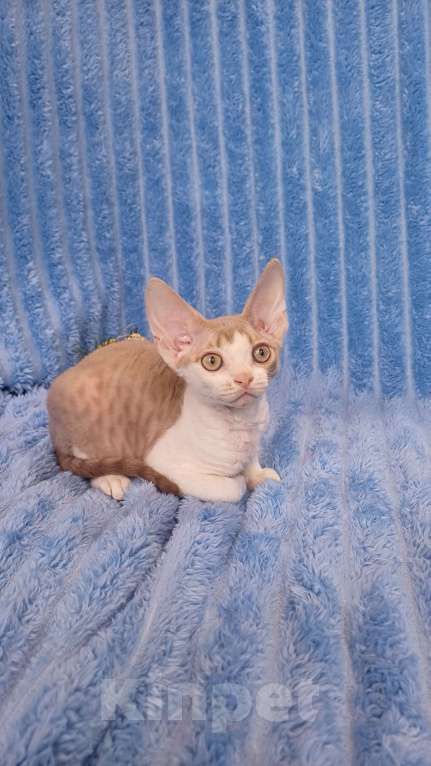 Кошки в Нижнекамске: Котенок девон рекс Мальчик, 45 000 руб. - фото 3
