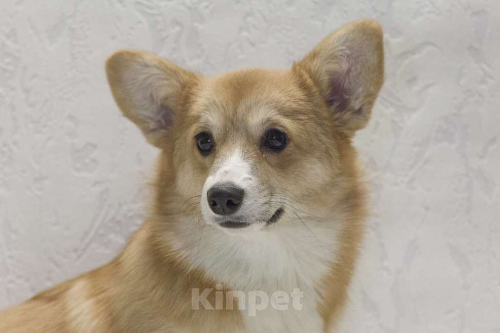 Собаки в Раменском: подрощенная девочка корги Девочка, 50 000 руб. - фото 3