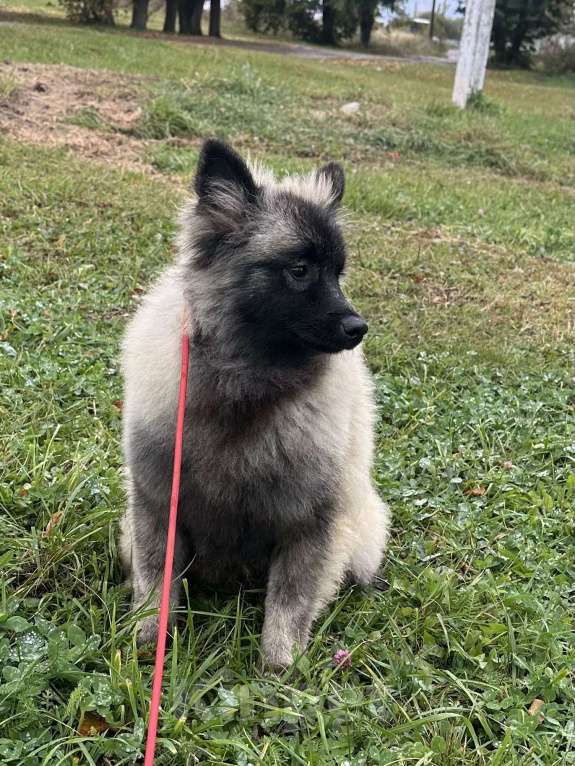 Собаки в Москве: Тайга Из Воронцовского Дворца  Девочка, 80 000 руб. - фото 9