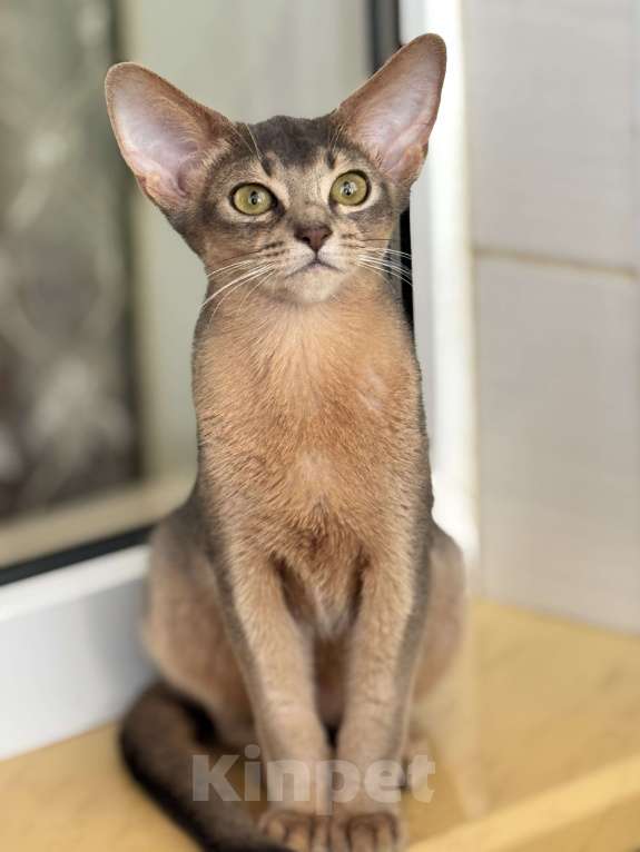 Кошки в Севастополе: Абиссинские котята  Мальчик, 50 000 руб. - фото 3