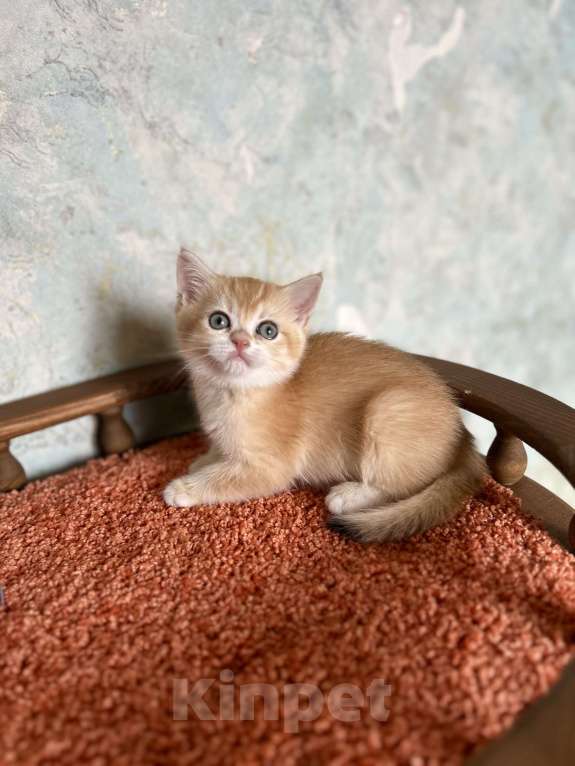 Кошки в Москве: Шотландская Золотая кошечка Шиншилла  Девочка, 35 000 руб. - фото 4