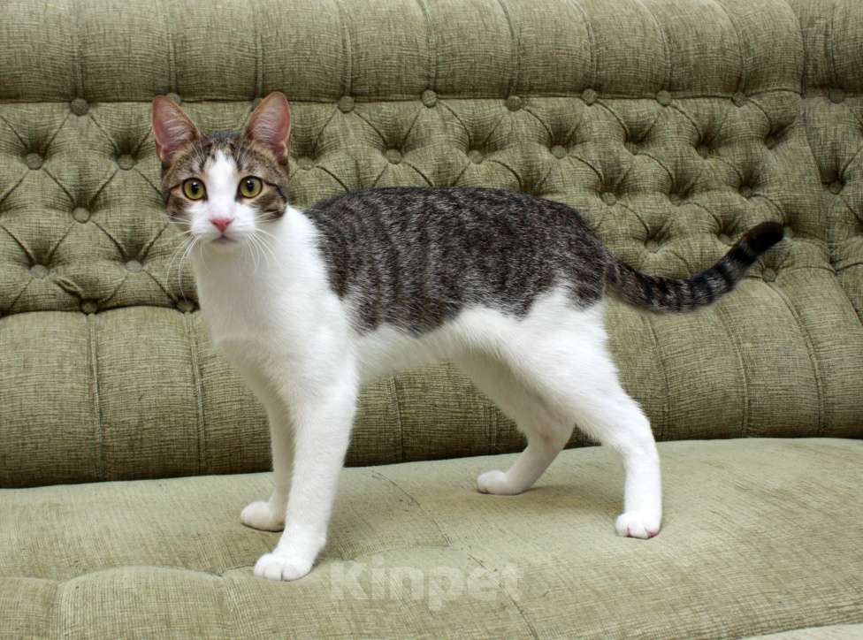 Кошки в Санкт-Петербурге: Котенок-подросток Шиллинг ищет свою семью Мальчик, Бесплатно - фото 5