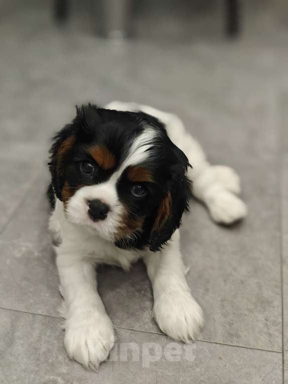 Собаки в Санкт-Петербурге: Кавалер Кинг Чарльз спаниель Мальчик, Бесплатно - фото 2