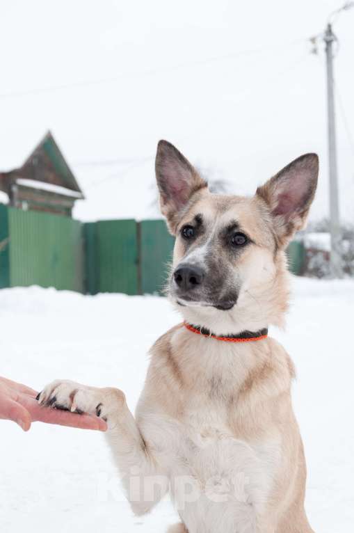 Собаки в Ногинске: Криста- небольшая собачка в поисках семьи Девочка, Бесплатно - фото 6