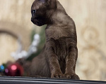 Кошки в Воронеже: Котёнок Европейская бурма Девочка, Бесплатно - фото 2