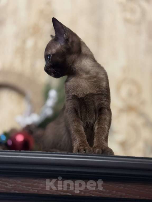 Кошки в Воронеже: Котёнок Европейская бурма Девочка, Бесплатно - фото 2