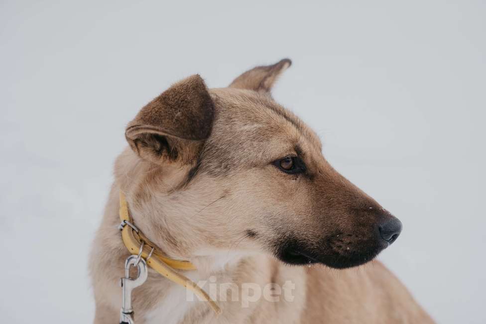 Собаки в Москве: Ясенька, идеально квартирная собачка Девочка, 1 руб. - фото 4