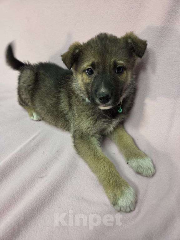 Собаки в Москве: Самая милая щенуля в мире Девочка, Бесплатно - фото 3