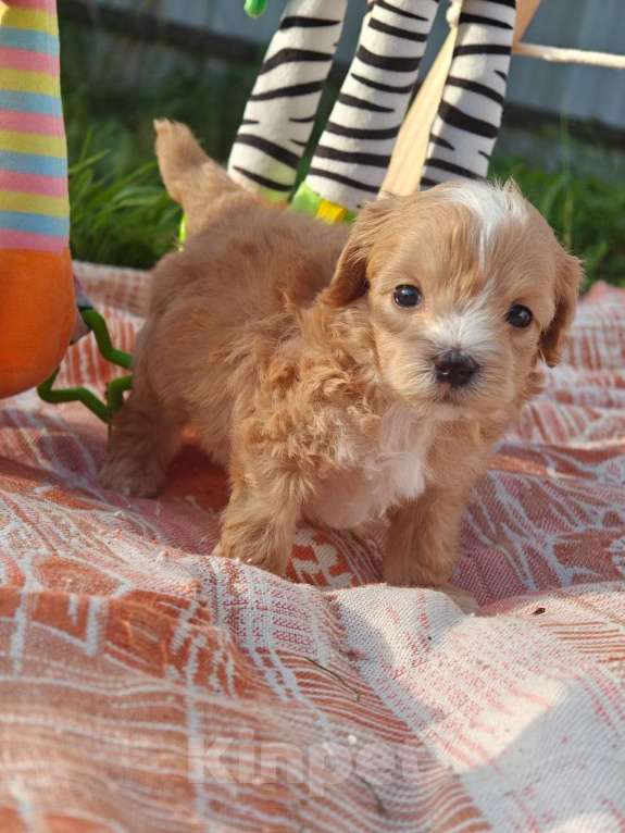 Собаки в Москве: Мальчик мелкий стандарт  Мальчик, 140 000 руб. - фото 3