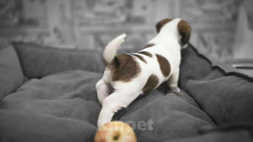 Собаки в Туле: Джек Рассел Терьер щенки Мальчик, 60 000 руб. - фото 6