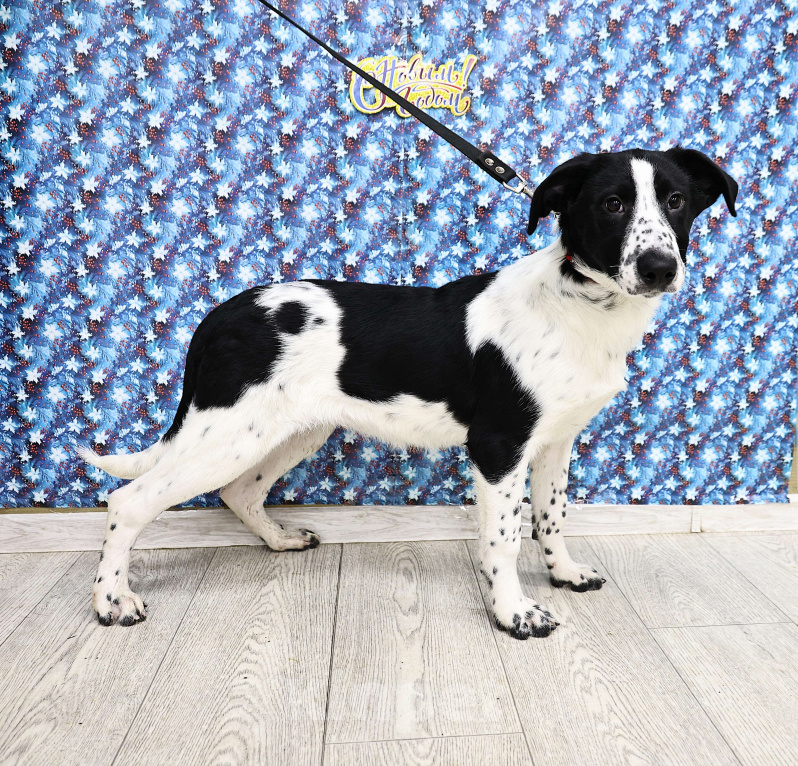 Собаки в Москве: Щенки бесплатно в Москве Девочка, Бесплатно - фото 4