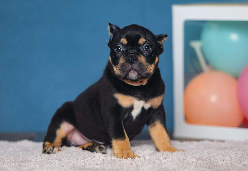 Собаки в Обнинске: Кобели булли черный триколор Мальчик, 150 000 руб. - фото 5